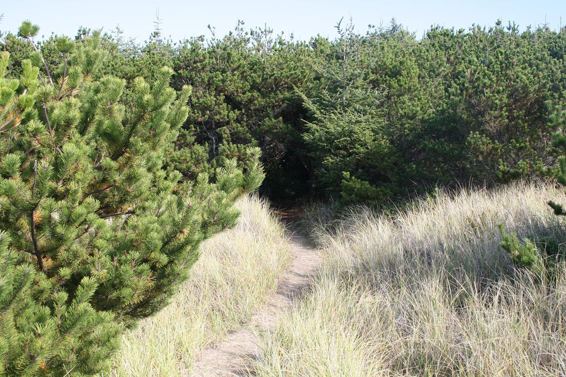 Pacific Pines State Park